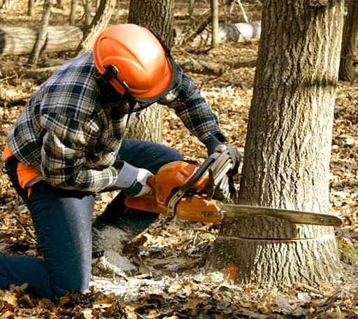 Tree Removal in Carsonville, MI